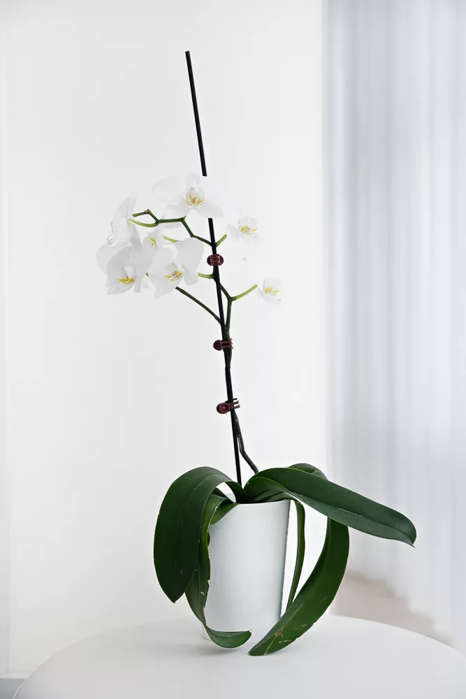 White orchid in the Milk Orthodontics clinic interior